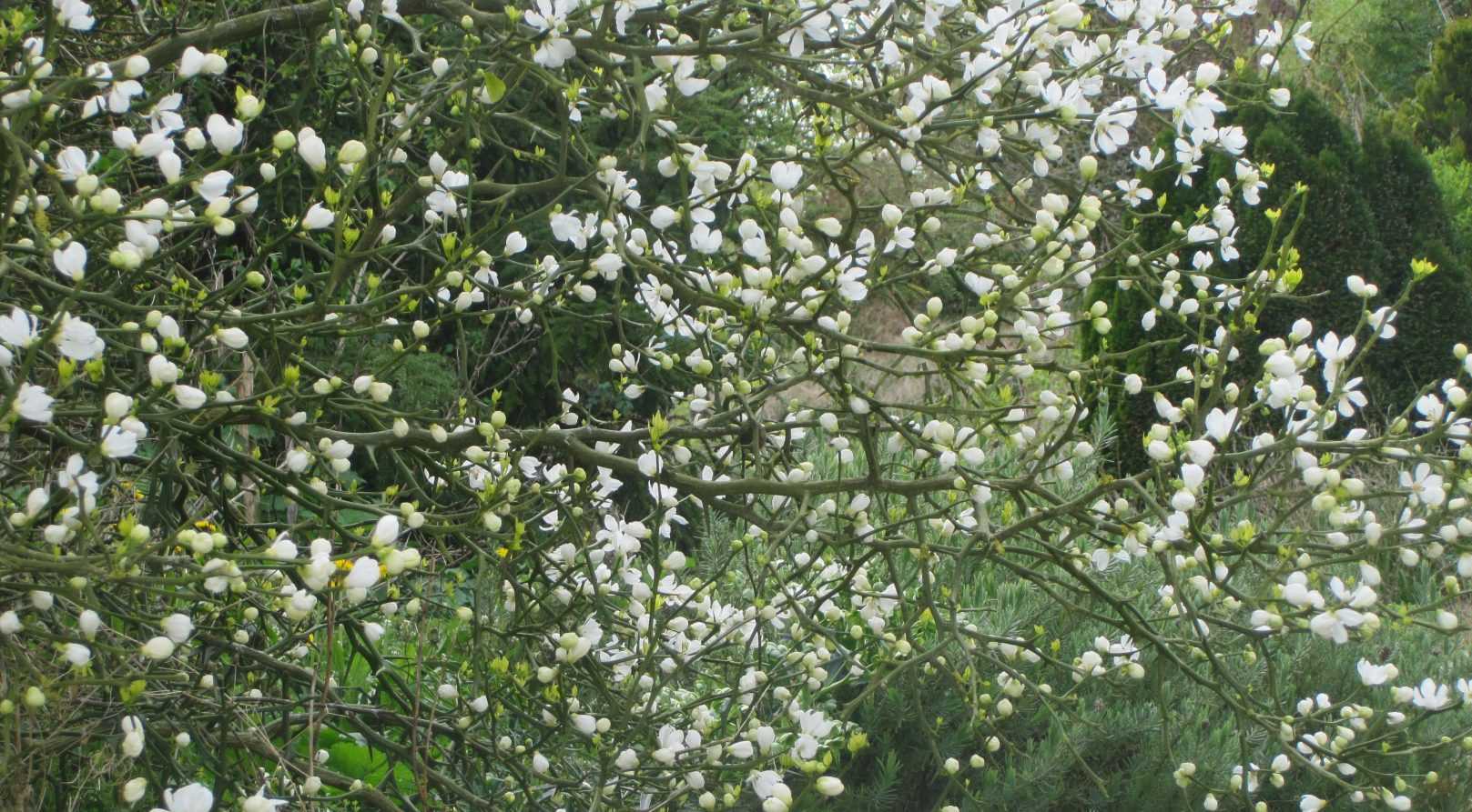 Poncirus trifoliata, un agrume d'ornement qui manque pas de piquant.