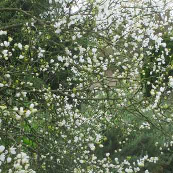 Poncirus trifoliata, un agrume d'ornement qui manque pas de piquant.