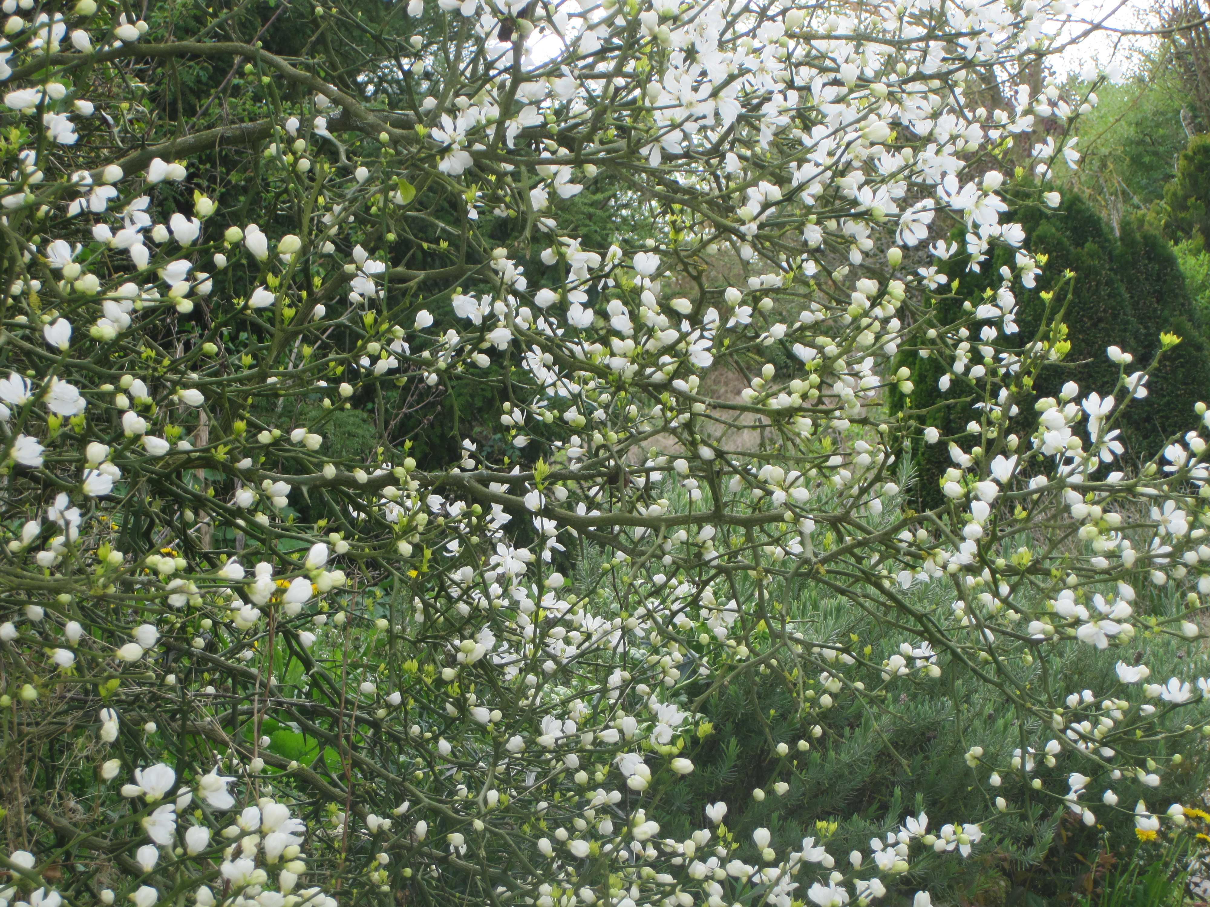 Poncirus trifoliata, un agrume d'ornement qui manque pas de piquant.