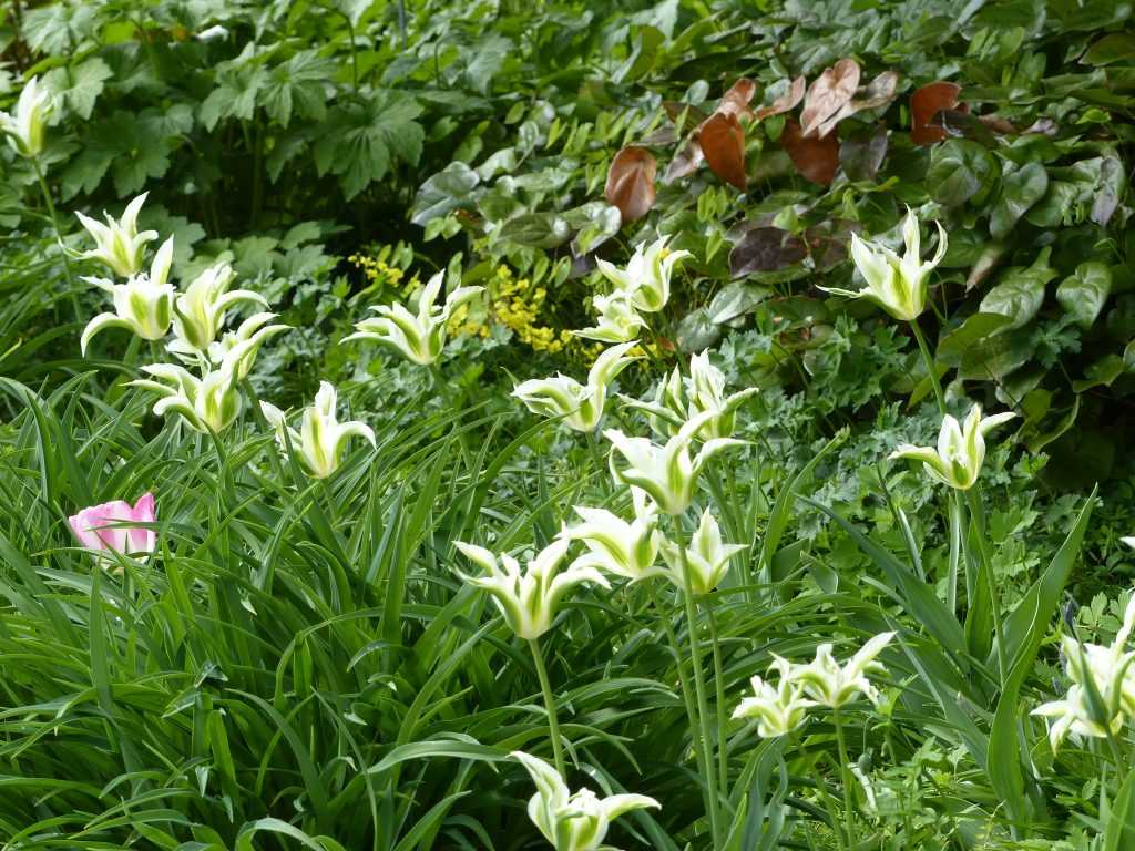 Tulipe 'Greenstar'