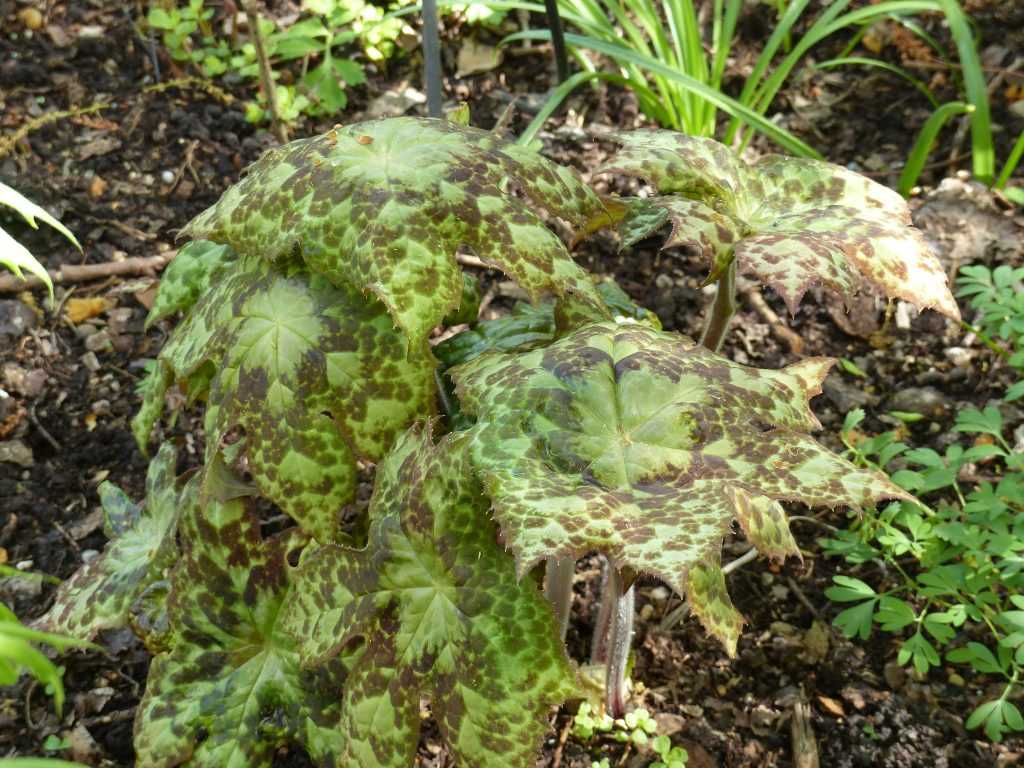 Podophyllum 'Spotty Dotty' au look préhistorique