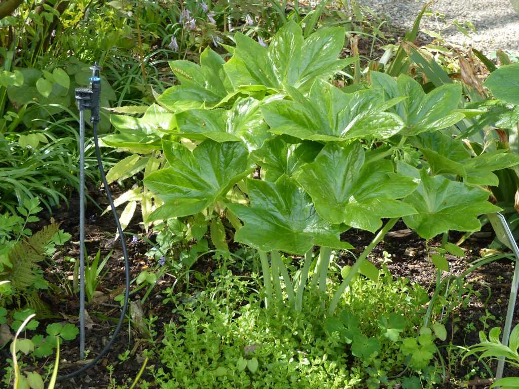 Podophyllum pleianthum