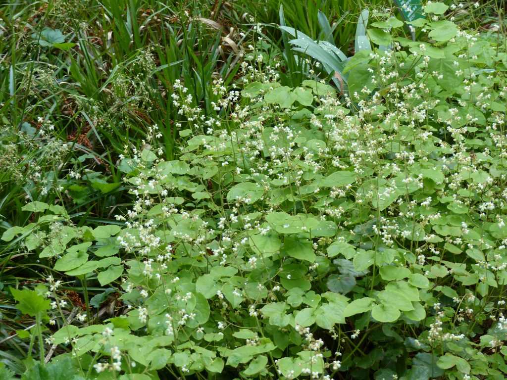 Contre toute attente, l'Epimedium pubigerum est un proche cousin des Podophyllums