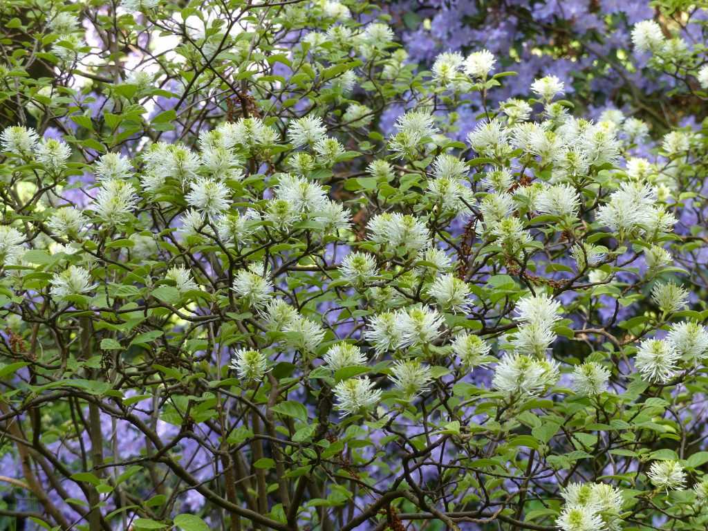 Fothergilla major