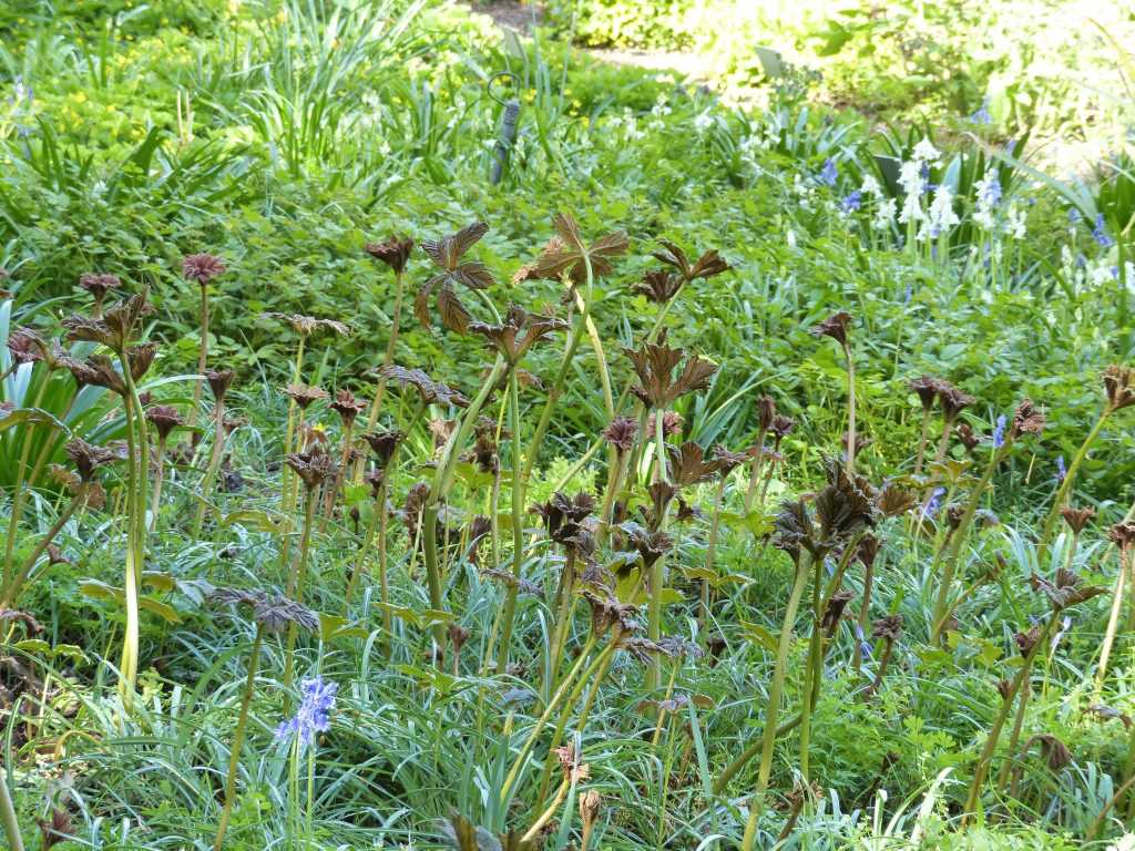 Le feuillage bronze des rodgersias pousse presque à vue d’œil !