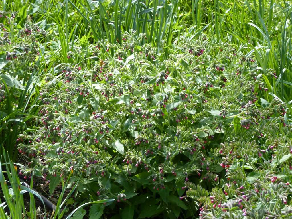 Pulmonaria mollis