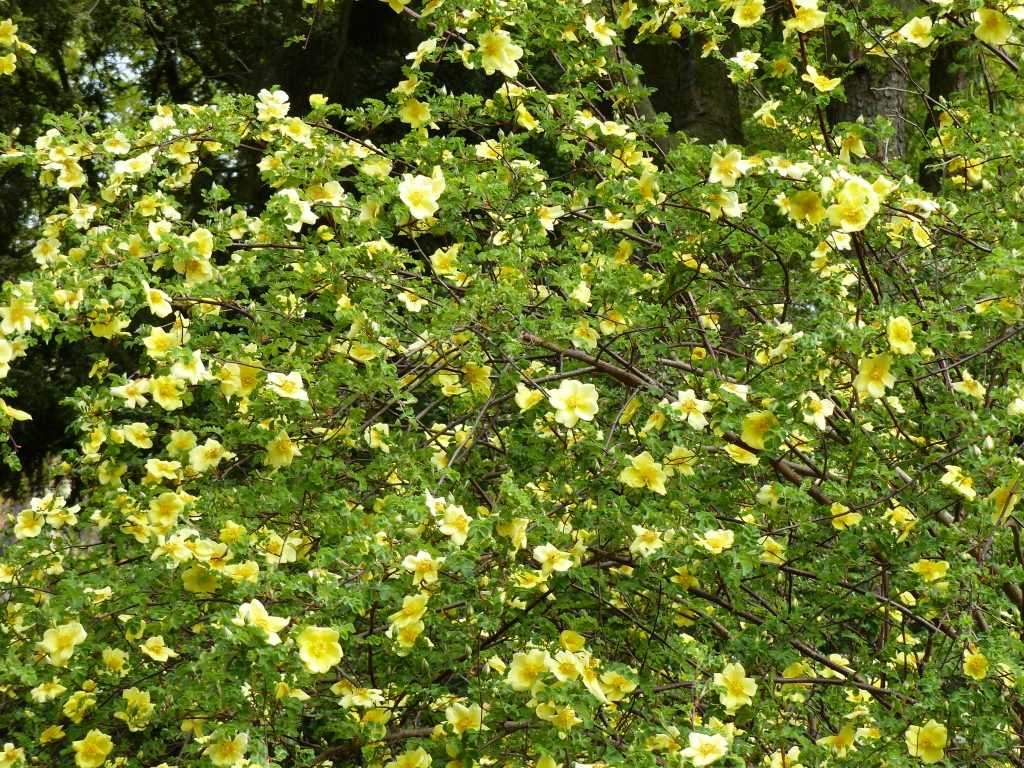 Rosier botanique 'Canary Bird'