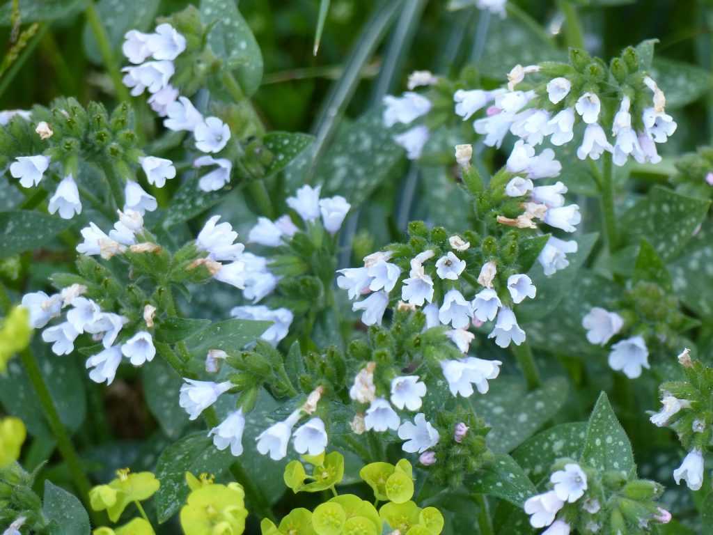 Pulmonaire 'Opal'