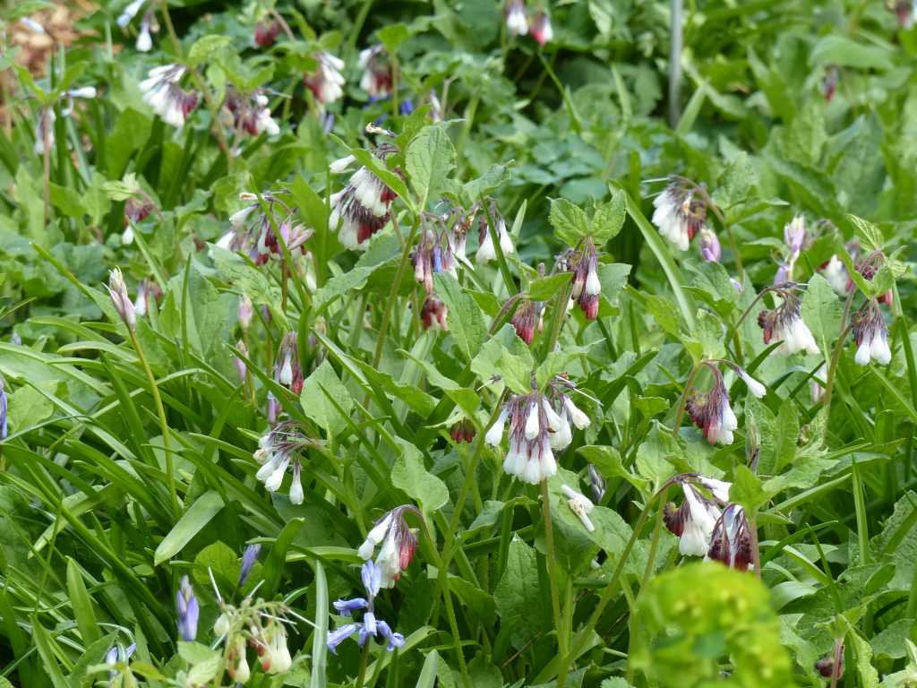 Consoude à grandes fleurs - Symphytum grandiflorum 'Wisley Blue'