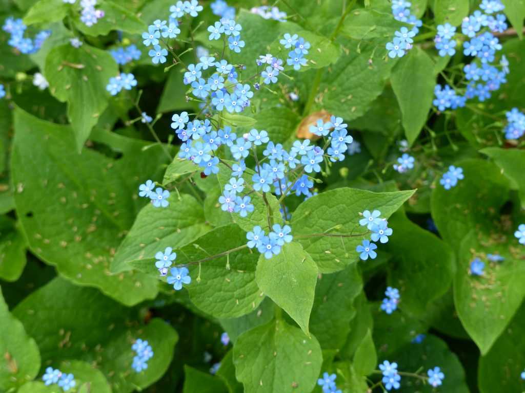 Myosotis du Caucase (Brunnera macrophylla)