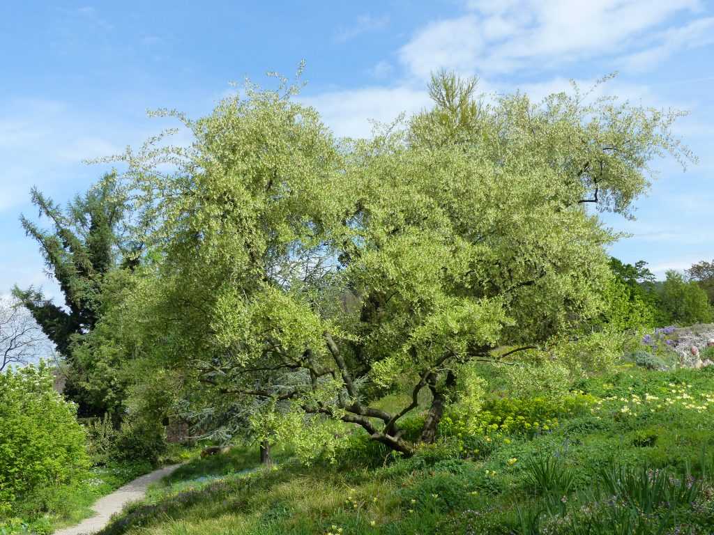 Un Elaeagnus multiflora se substitue à l'olivier non rustique dans cette région