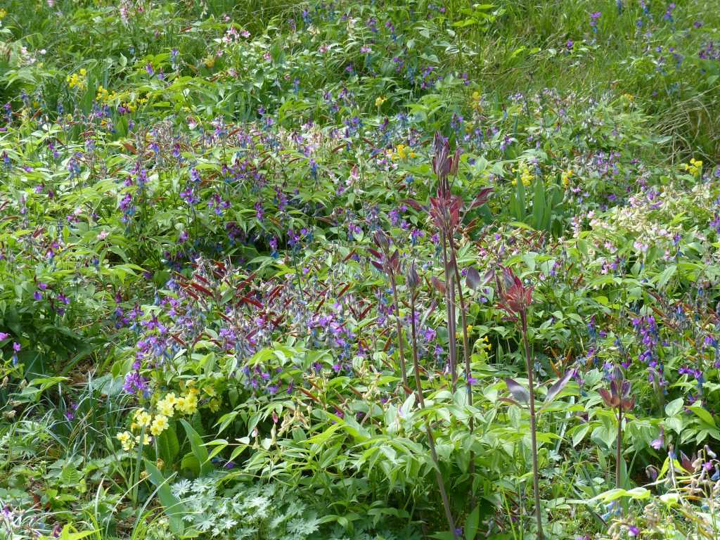 Les fruits pourprés du Lathyrus vernus s'harmonisent à merveille avec les pousse de Clematis recta 'Purpurea'