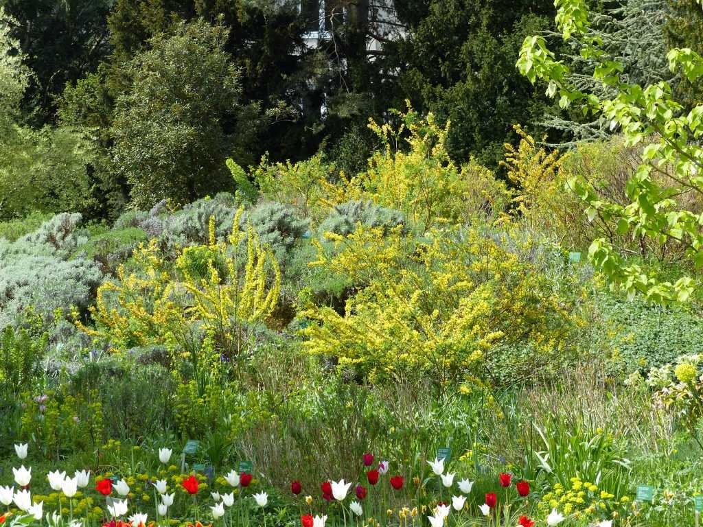 Un cousin des genêts, Cytisus ratisbonensis, illumine cette steppe rocheuse méditerranéenne