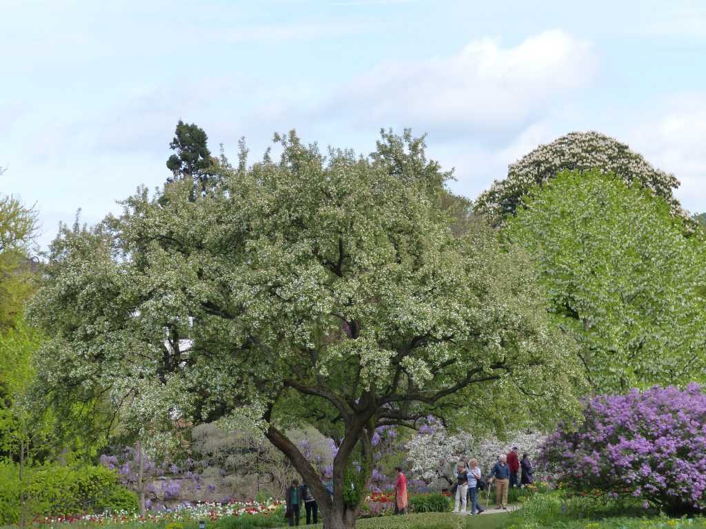 Malus hupehensis, un pommier d'ornement planté en 1924