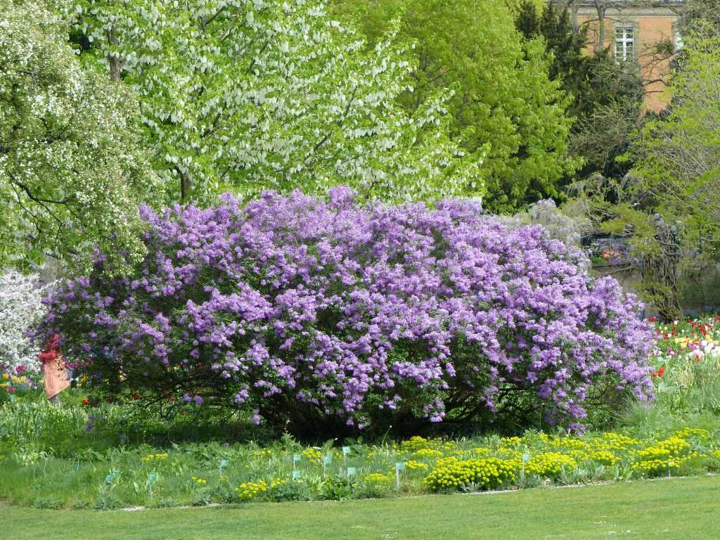 Syringa x chinensis, un bel hybride de notre lilas parfumé !