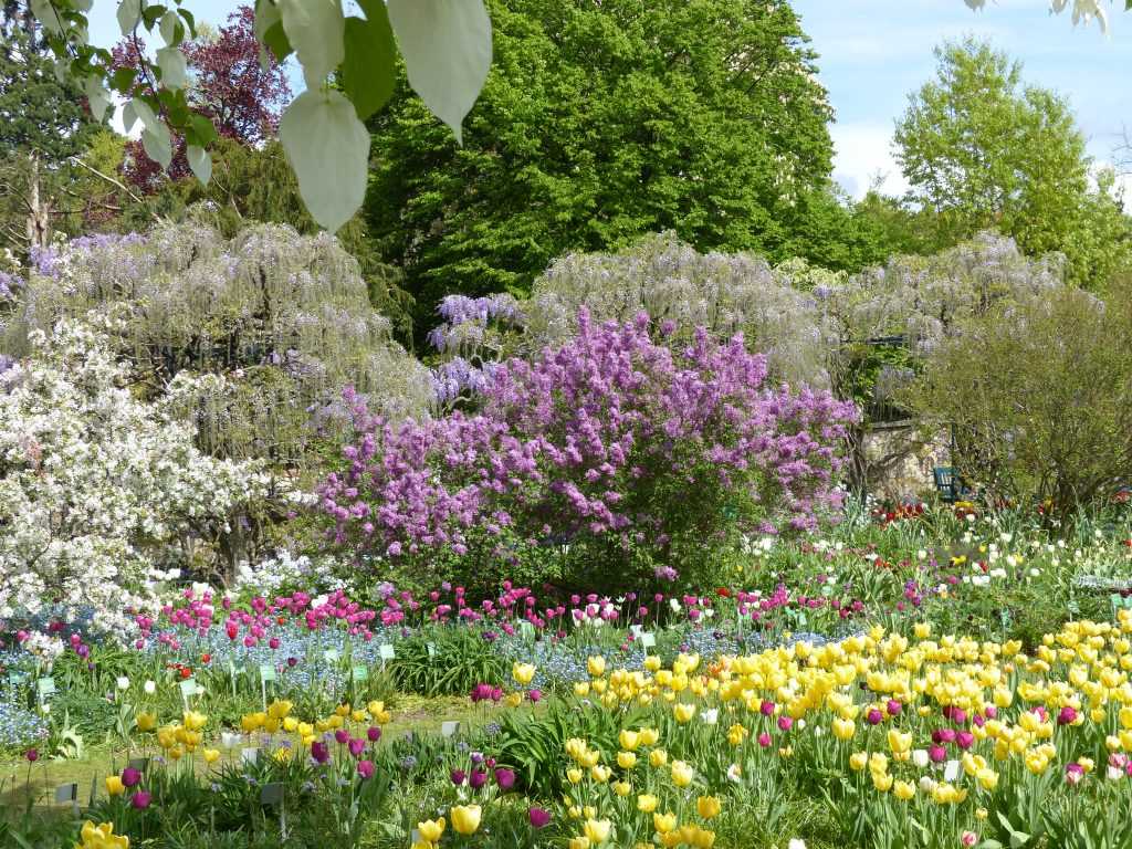 Les arbustes à fleurs comme ce lilas donnent un appui ligneux et fleuri aux tulipes d'Hermannshof