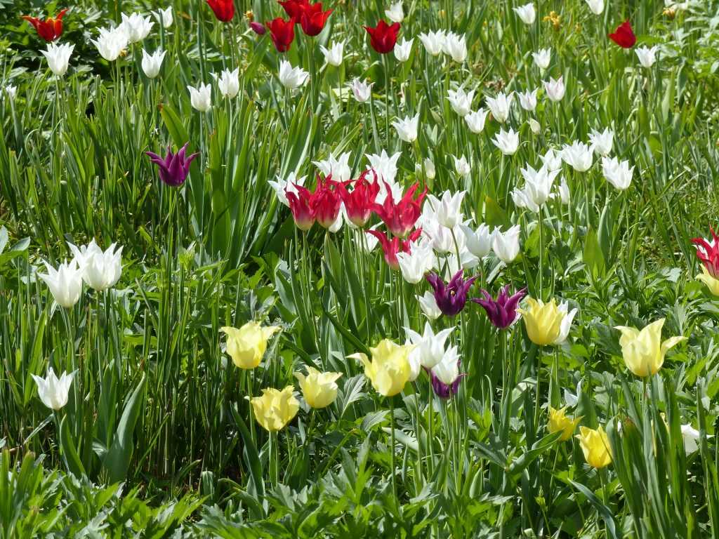Les tulipes à fleurs de lis, très élégantes, sont particulièrement bien représentées