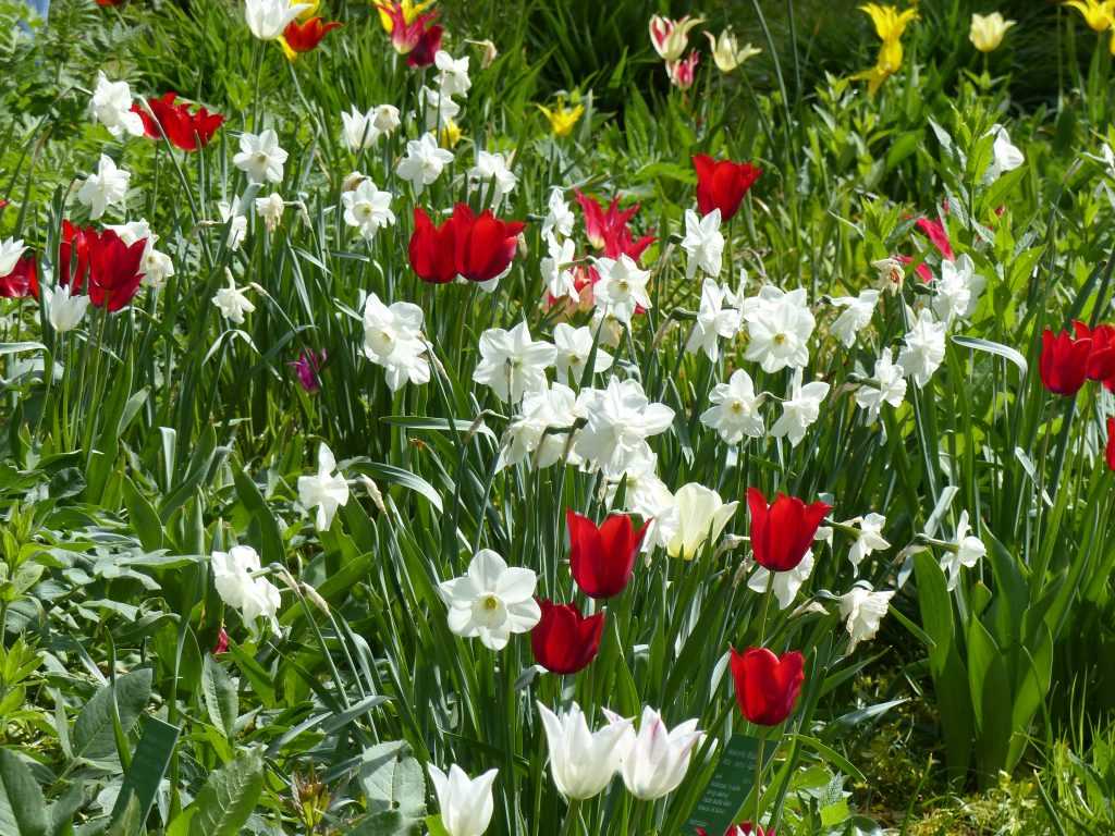 La tulipe 'Red Shine' est ici associée à un narcisse blanc pur très tardif