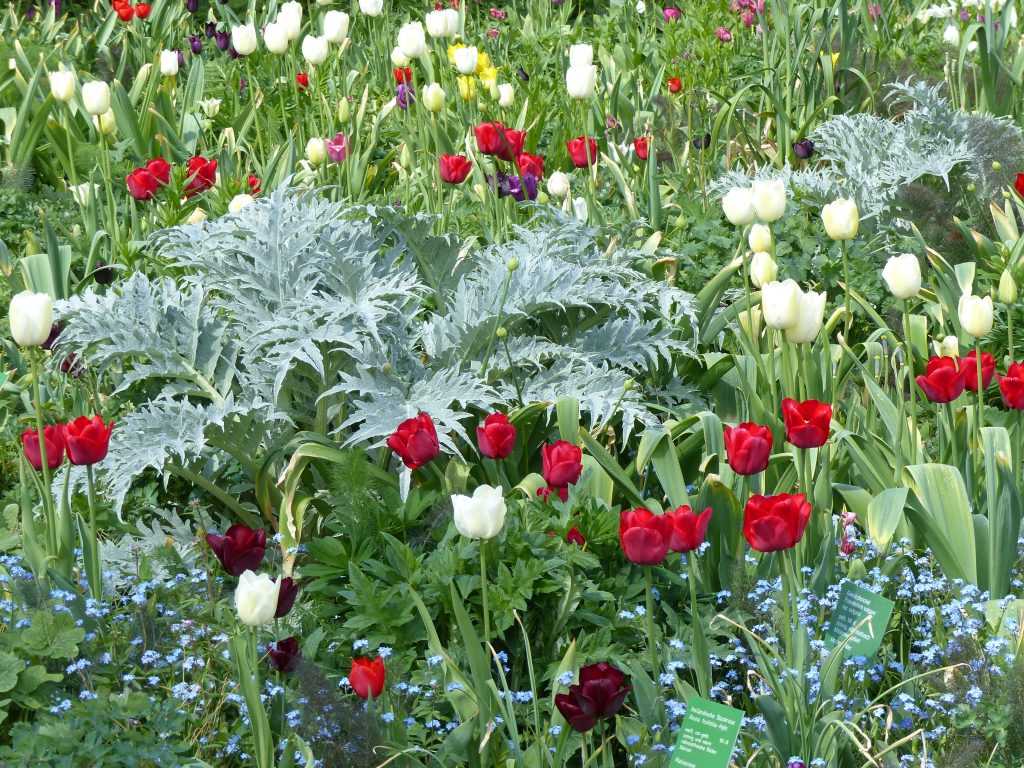 Les tulipes 'Kingsblood' rouges et 'Ivory Floradale' en blanc entourent le feuillage architectural, couleur argent glacé, du cardon d'ornement