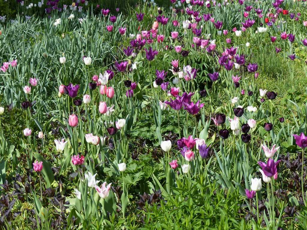 Une harmonie de tulipes aux tons frais blanc-rose-pourpre