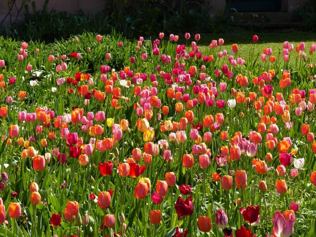 Une association audacieuse de tulipes aux tons roses et orangés autour de la variété 'Dordogne'