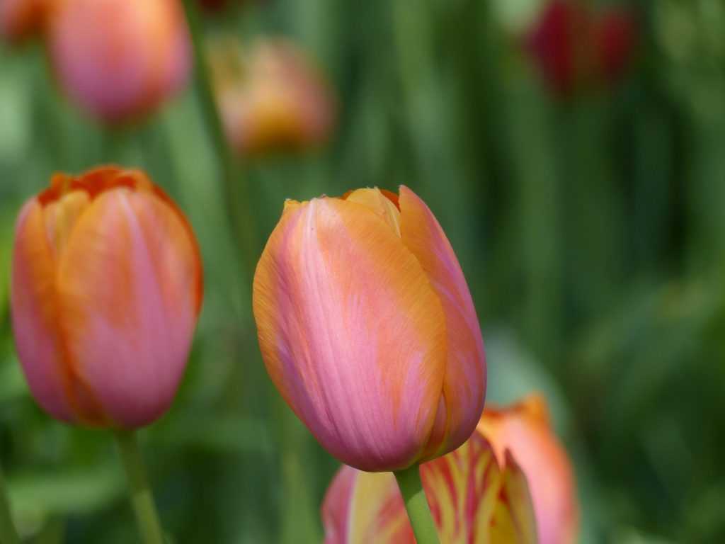 La tulipe simple tardive 'Dordogne' a un coloris unique mariant rose et orange