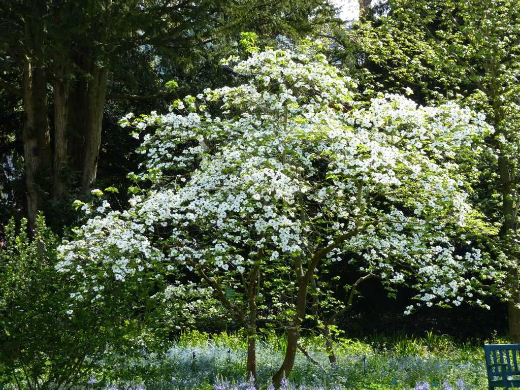 Cornus 'Ascona'