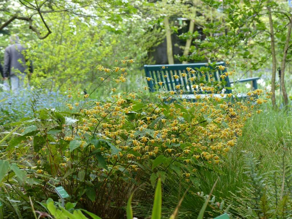 Epimedium 'Amber Queen'