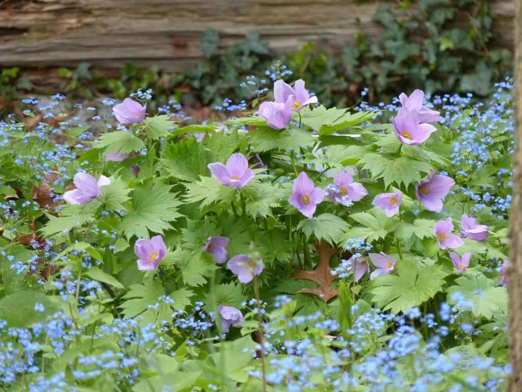 Glaucidium palmatum