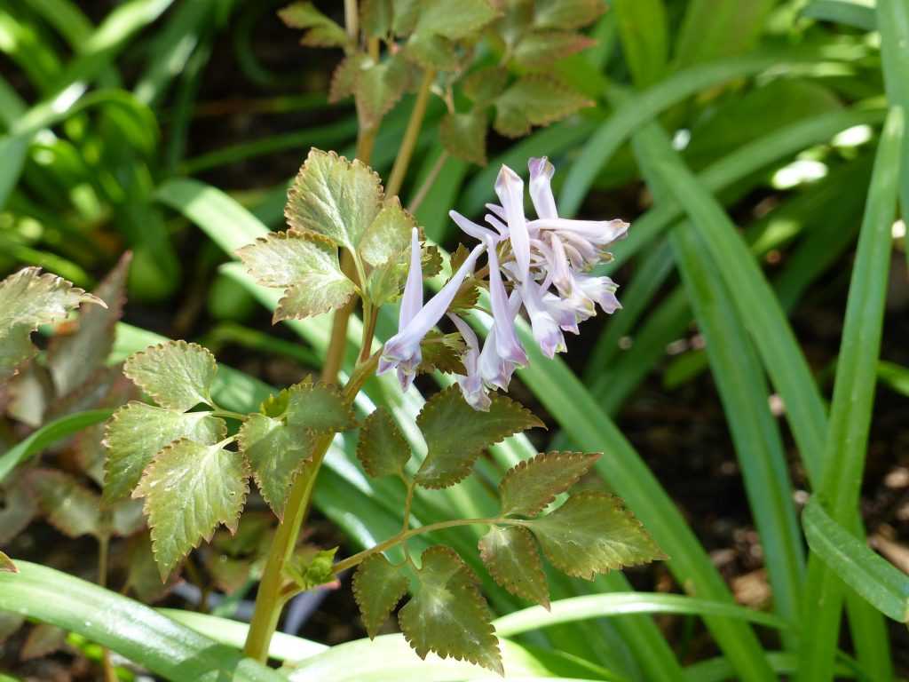 Corydalis quantmeyerana