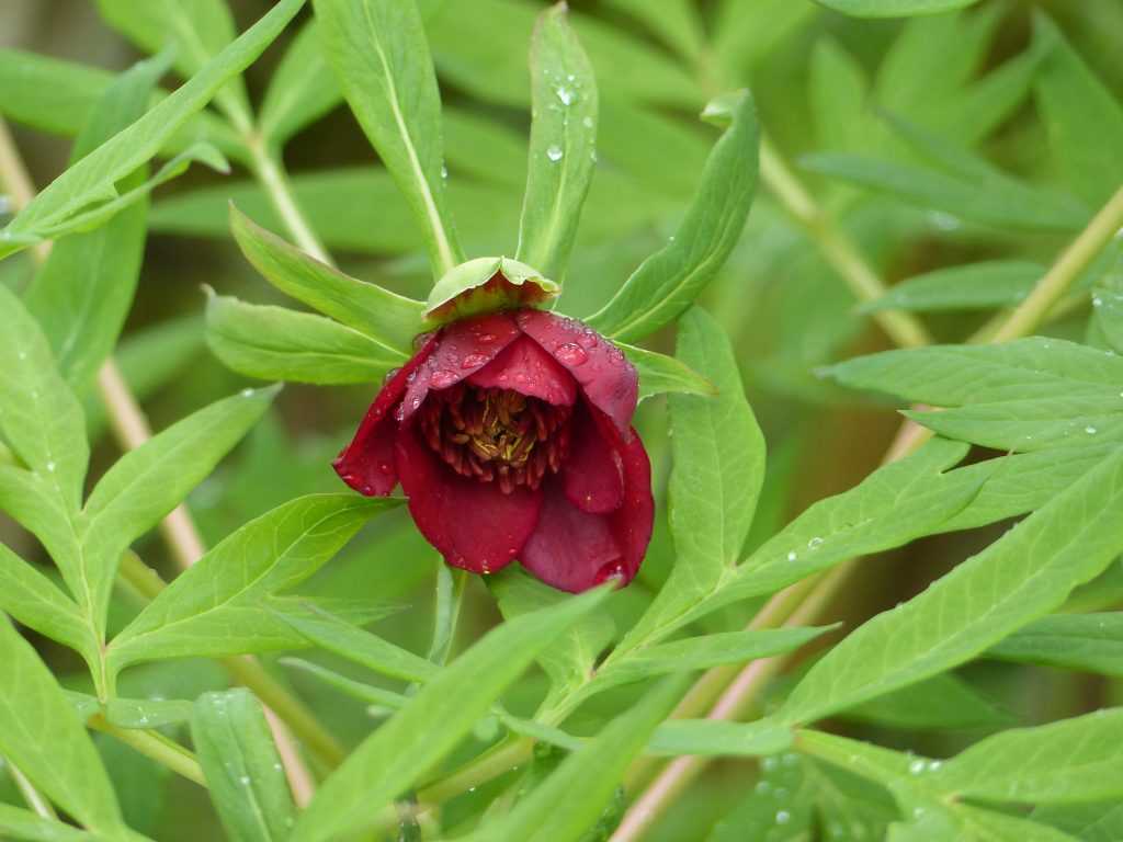 Paeonia delavayi