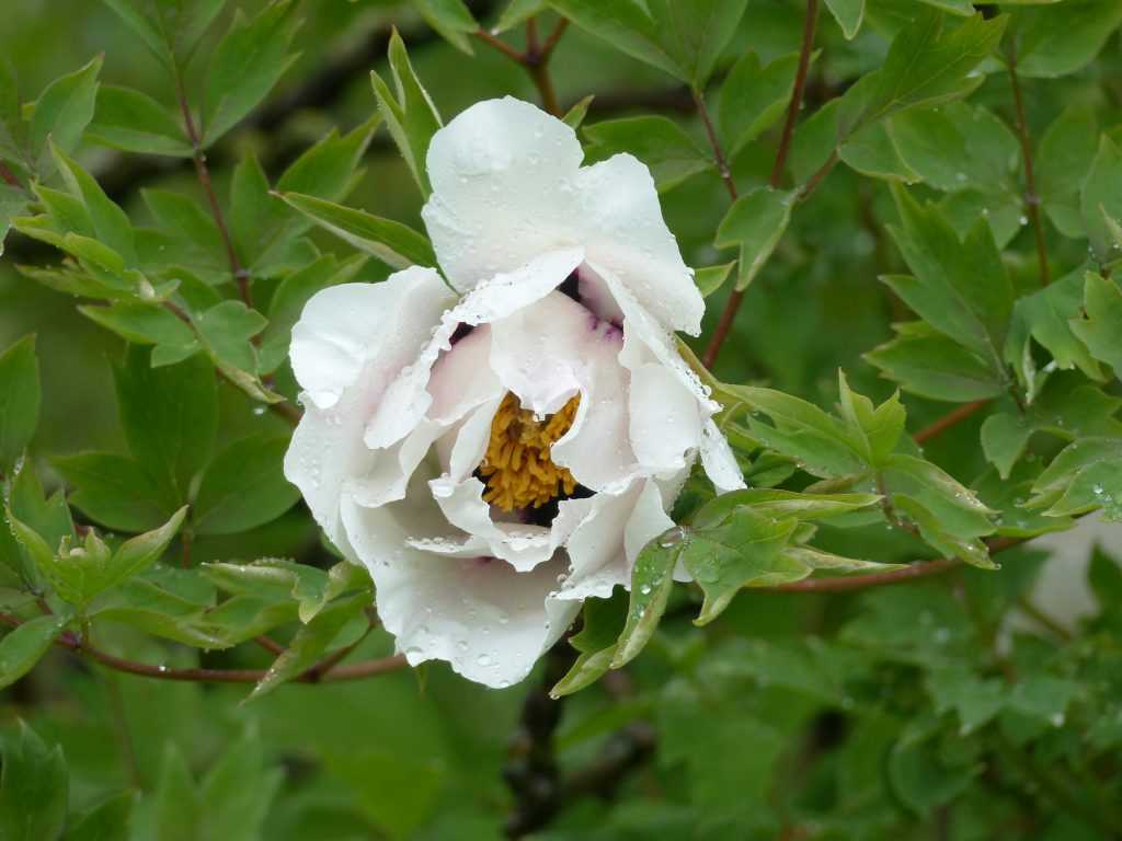 Paeonia rockii, l'espèce-type chérie des collectionneurs