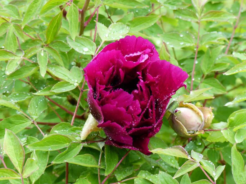 Paeonia 'Zi Hai Ying Bo'