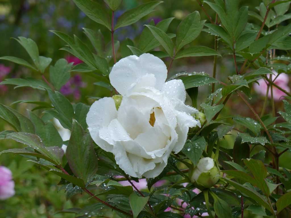une variété blanche de Paeonia suffruticosa