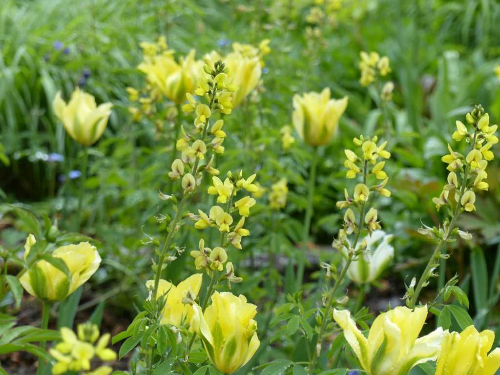 Une harmonie très réussie : Thermopsis lanceolata et tulipes viridiflora 'Yellow Spring Green'