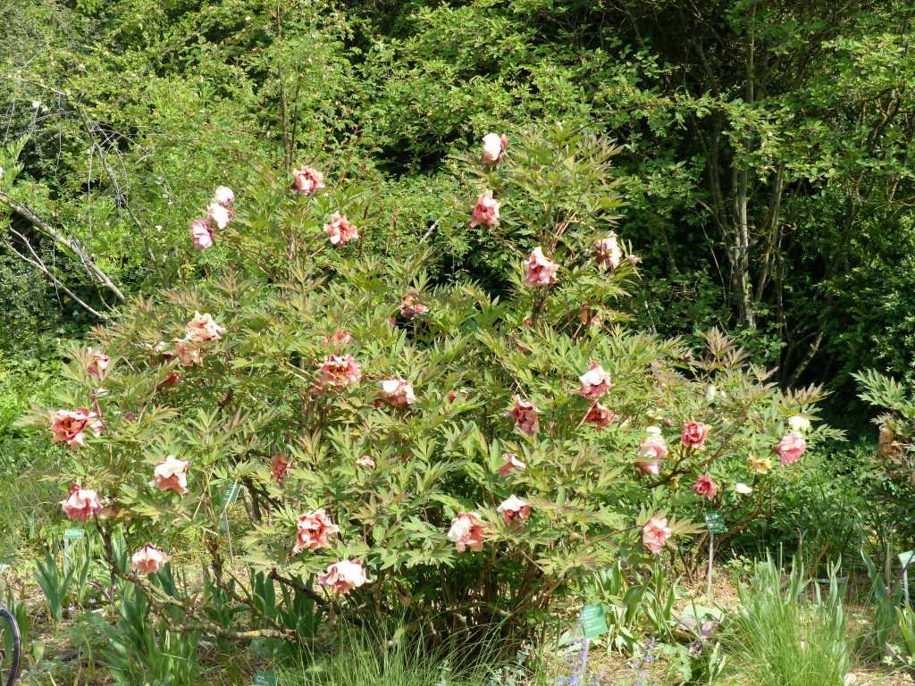 Paeonia x lemoinei 'Marchioness'