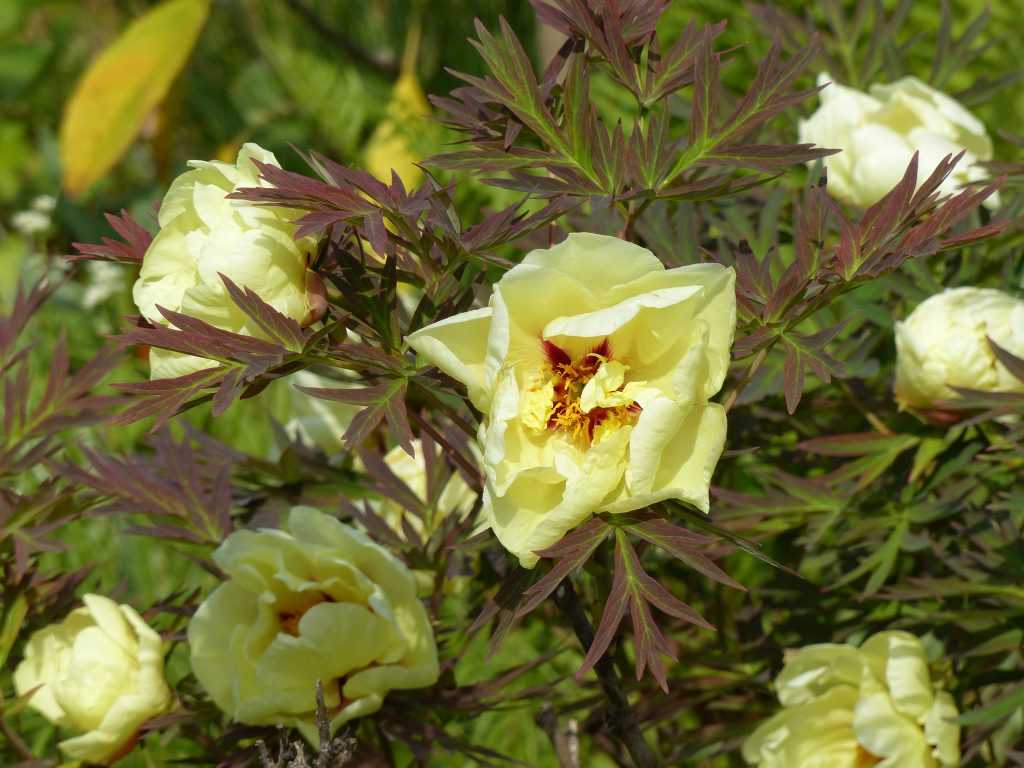 Paeonia 'Arcadia'