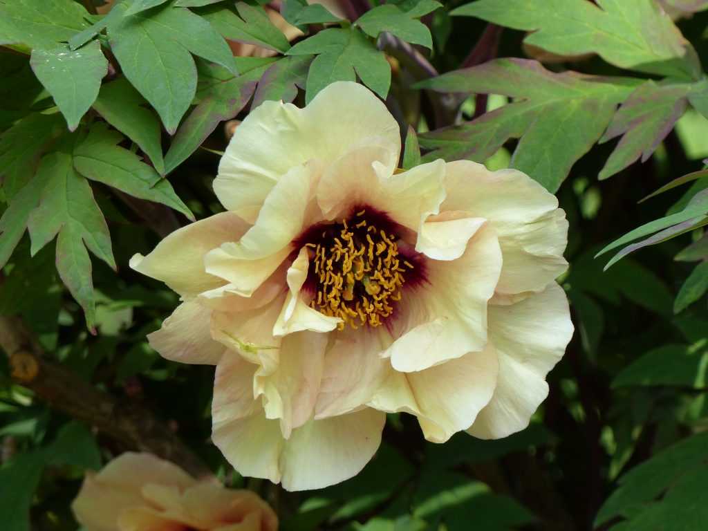 Paeonia 'Angelet'