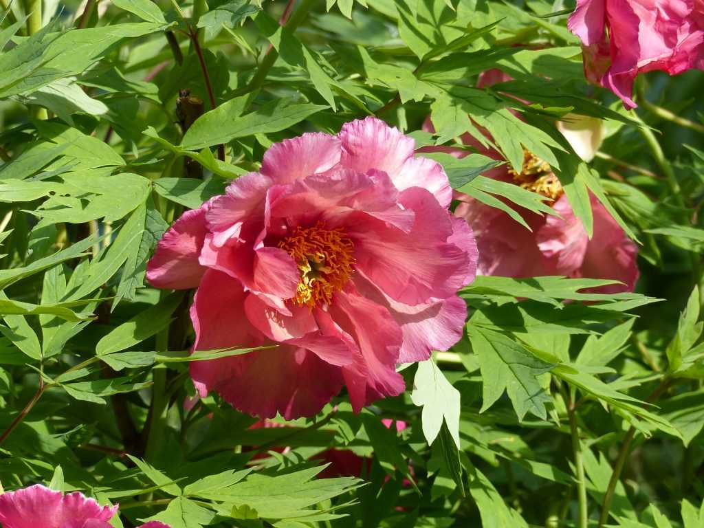 Paeonia 'Renown'