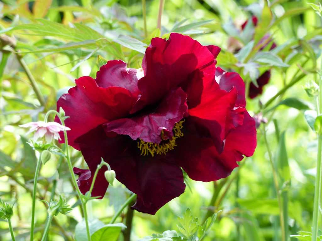 Paeonia 'Black Pirate'