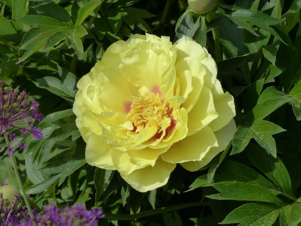 Pivoine Itoh 'Bartzella', fruit d'un hybride intersectionnel entre l'espèce arbustive Paeonia lutea jaune et une pivoine herbacée