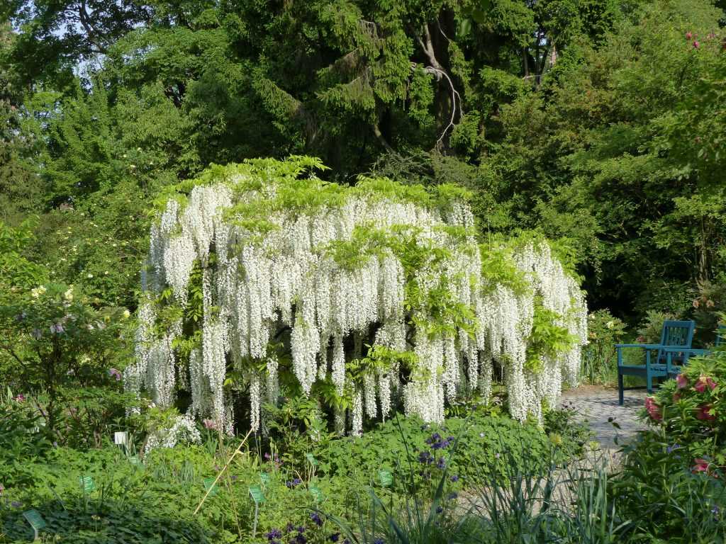 Une somptueuse glycine blanche formée en arbre (Wisteria floribunda 'Alba')