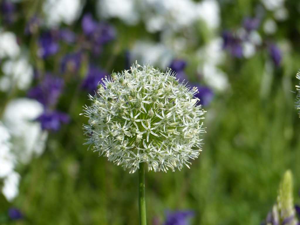 Allium stipitatum 'Mount Everest', la magie du blanc