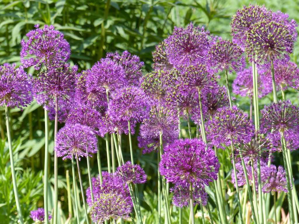 Allium aflatunense 'Purple Sensation', facile et solide, s'associe parfaitement avec le blanc 'Mount Everest'