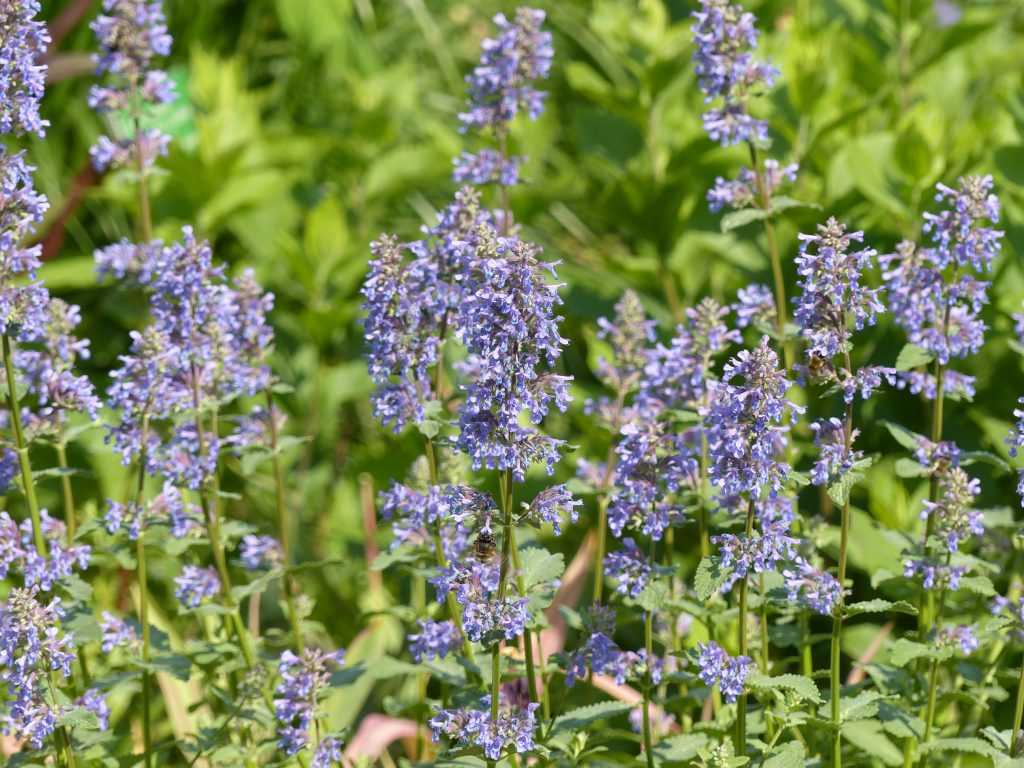 Nepeta grandiflora 'Bramdean'