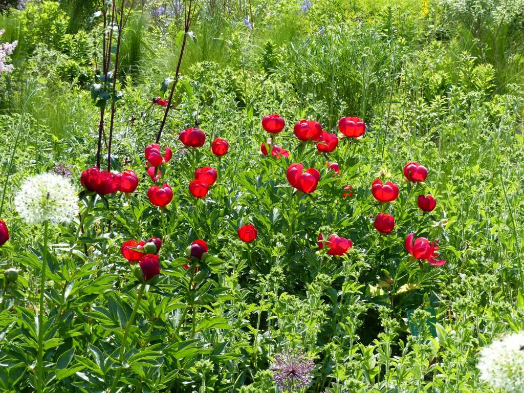 Paeonia peregrina