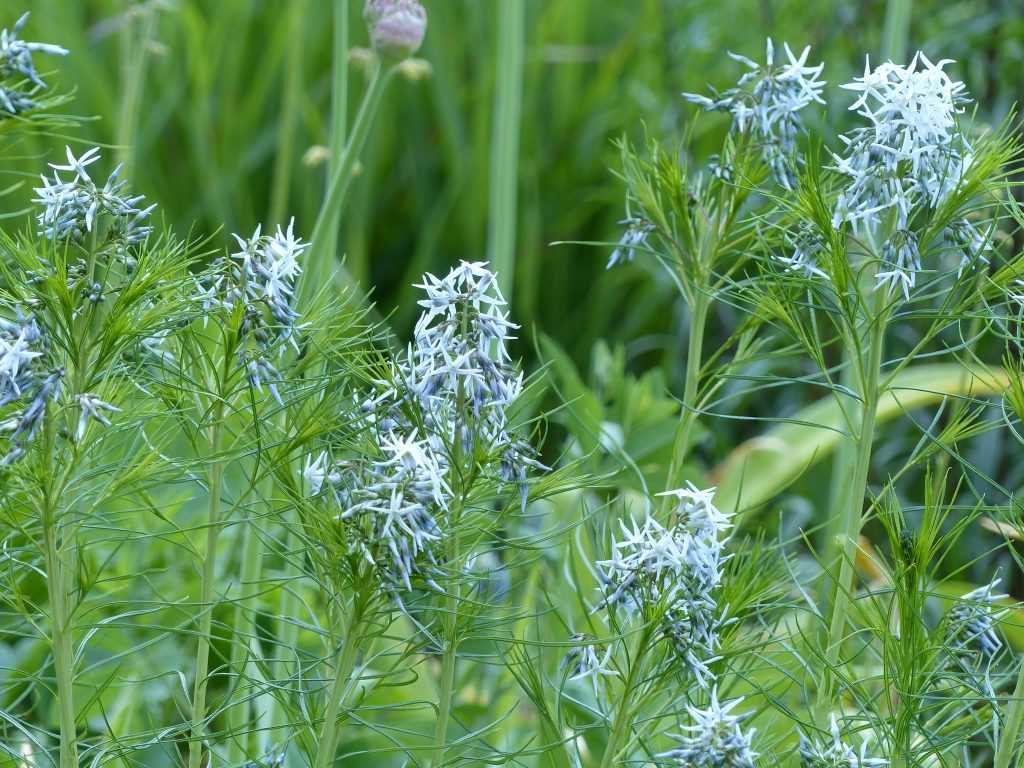 Amsonia hubrichtii