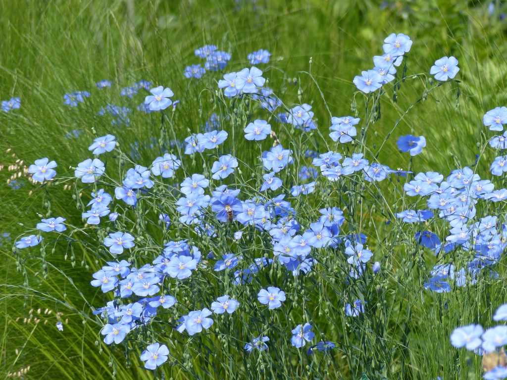 Linum lewisii var. lewisii