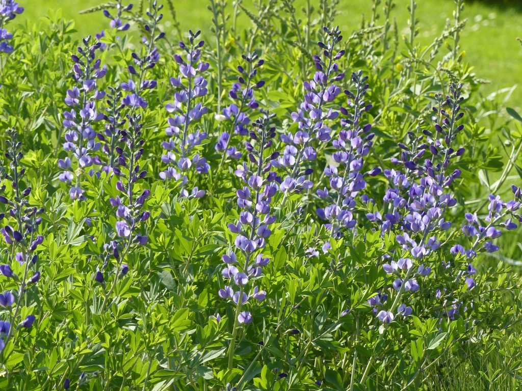 Baptisia australis var. minor