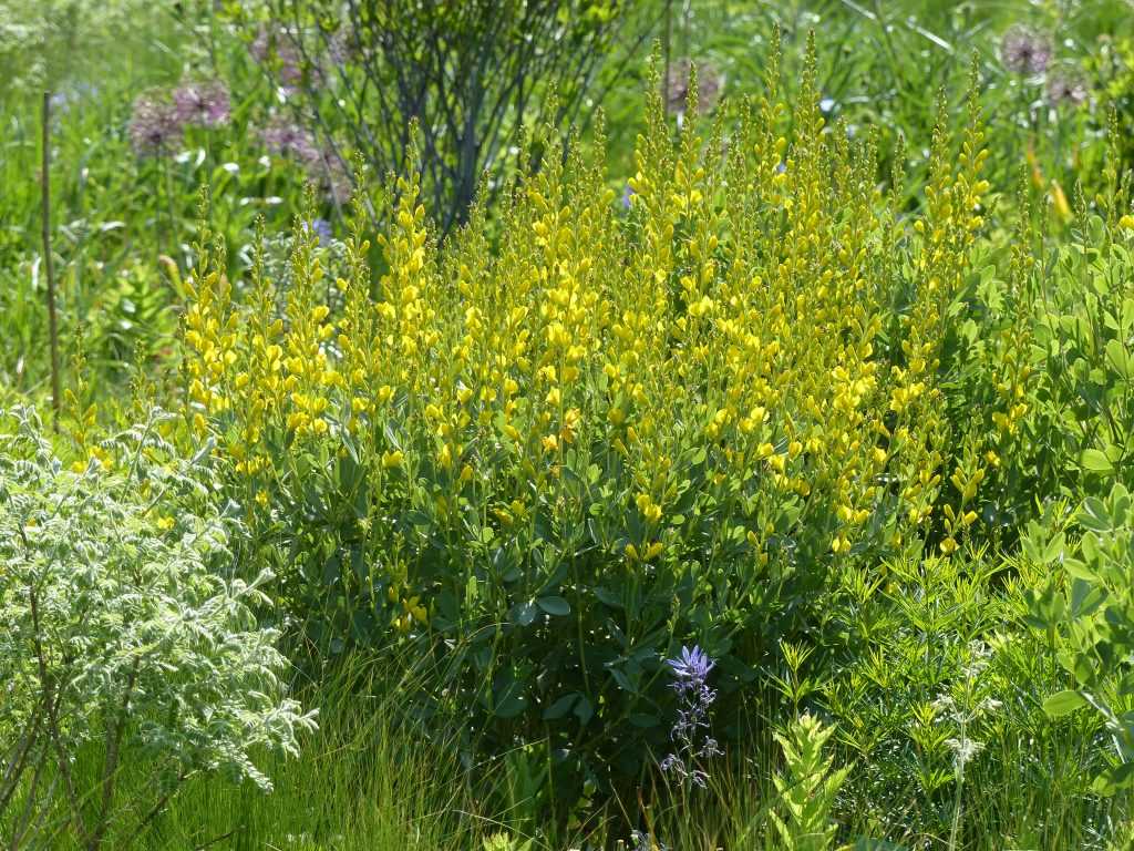 Baptisia sphaerocarpa